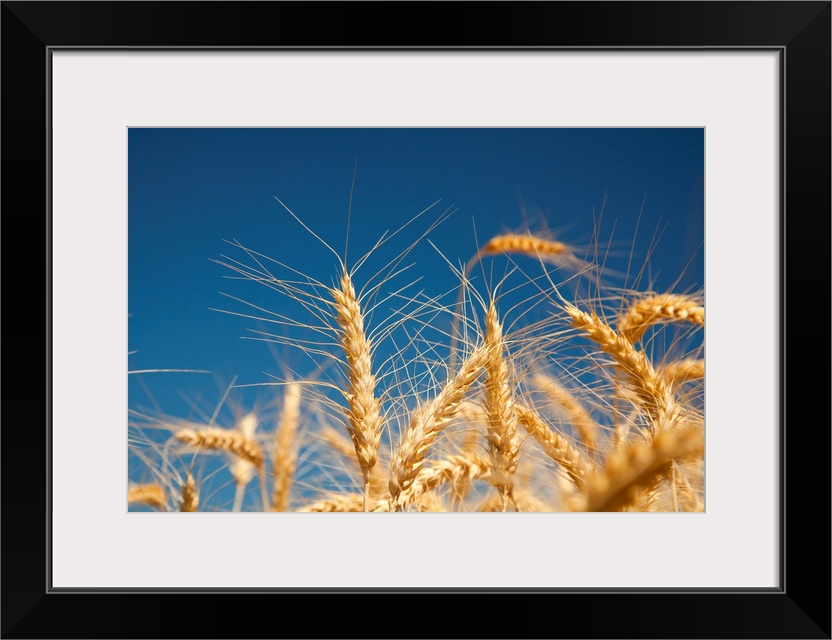 Close-up of golden wheat heads against a bright blue sky in the Willamette valley; Oregon, united states of America.