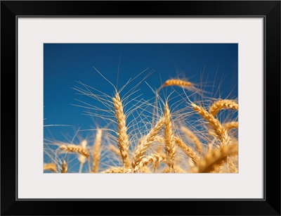 Close-Up Of Golden Wheat Heads Against A Bright Blue Sky, The Willamette Valley, Oregon