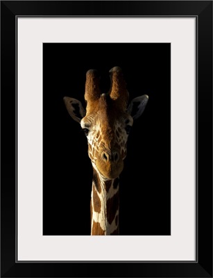 Close-Up Of Reticulated Giraffe Against Black Background, Segera, Laikipia, Kenya