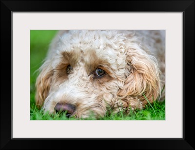 Close-up of the face of a blond cockapoo resting on the grass; North Yorkshire, England