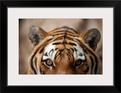 Close-Up Of The Face Of An Amur Tiger, Also Called A Siberian Tiger, Omaha, Nebraska