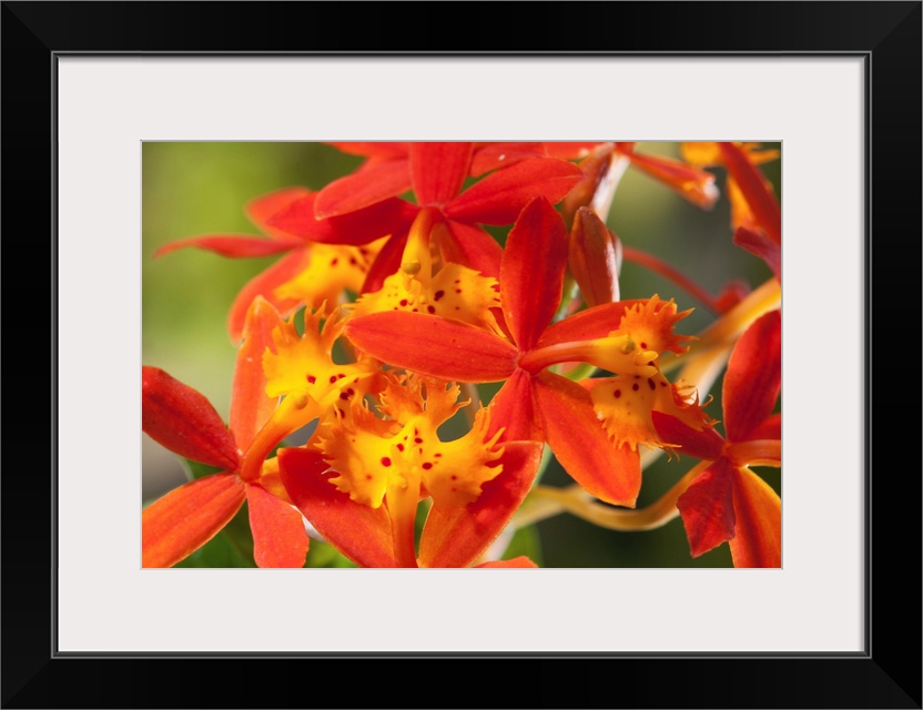 Close up of the flowers of a crucifix orchid, Epidendrum radicans.