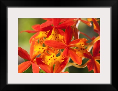 Close up of the flowers of a crucifix orchid, Epidendrum radicans.; Framingham, Massachusetts.