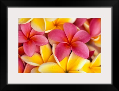 Close-Up Of Yellow And Pink Plumeria Flowers