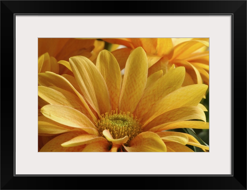 Close up of yellow ornamental daisies. Arlington, Massachusetts.