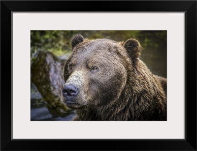 Close-Up Portrait Of A Brown Bear At The Fortress Of The Bear In Sitka, Sitka