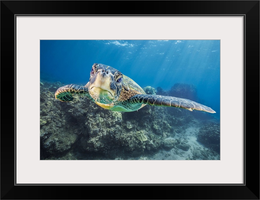 Close-up portrait of a Green Sea Turtle (Chelonia mydas), an endangered species, underwater off West Maui, Hawaii, USA; Ha...