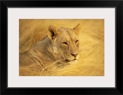 Close-Up Portrait Of A Lioness, Etosha National Park, Otavi, Oshikoto, Namibia