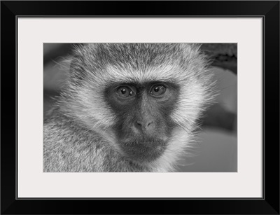 Close-Up Portrait Of A Vervet Monkey Looking At The Camera, Serengeti, Tanzania