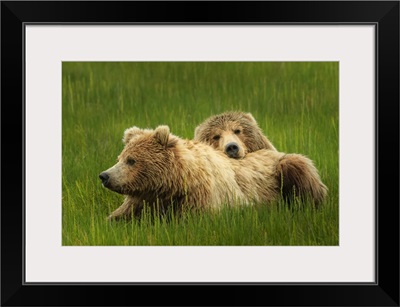 Close-Up Portrait Of Two Brown Bears At Silver Salmon Creek, Alaska