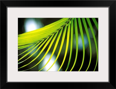 Close-Up View Of Palm Leaf, Hanging From Tree, Blurry Background
