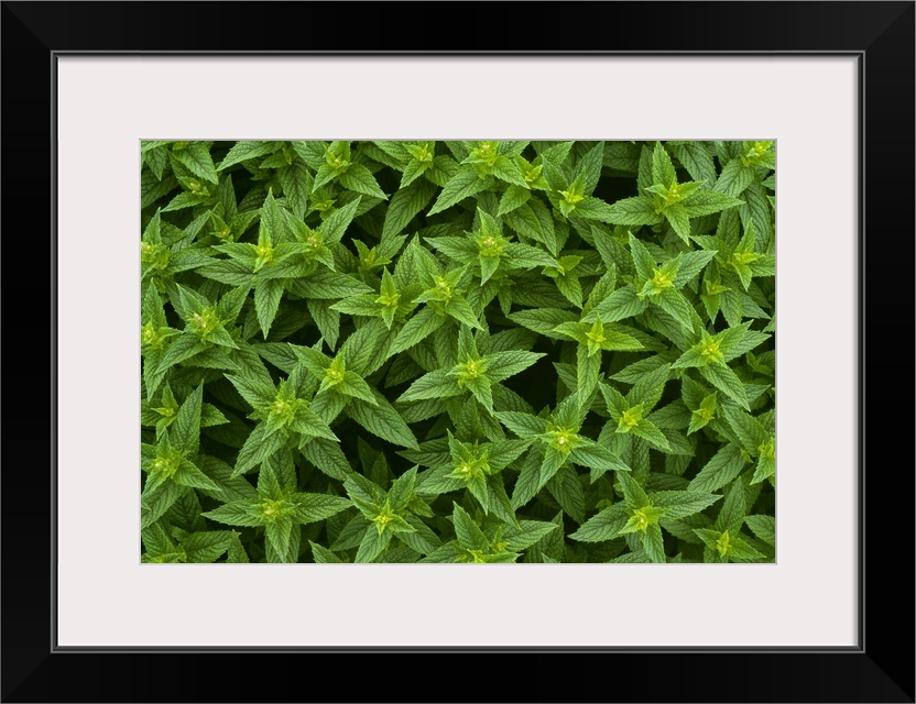 Closeup detail of commercial spearmint growing in a field, Yakima County, Washington