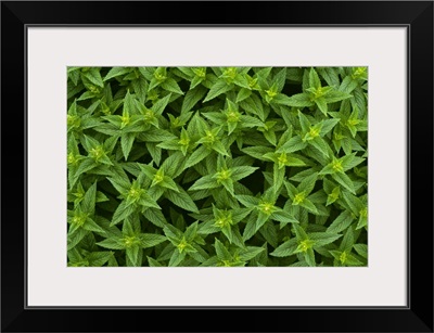 Closeup detail of commercial spearmint growing in a field, Yakima County, Washington