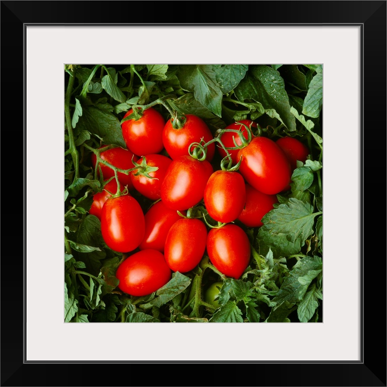 Closeup of mature, ready for harvest, processing tomatoes in the field