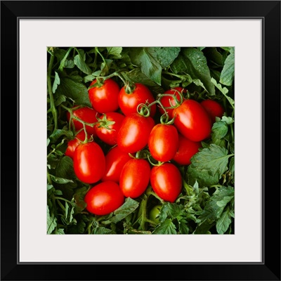 Closeup of mature, ready for harvest, processing tomatoes in the field