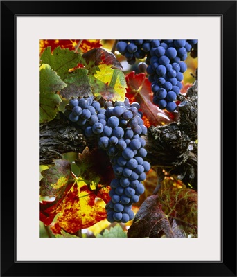 Clusters of mature, harvest ready Cabernet Sauvignon wine grapes on the vine