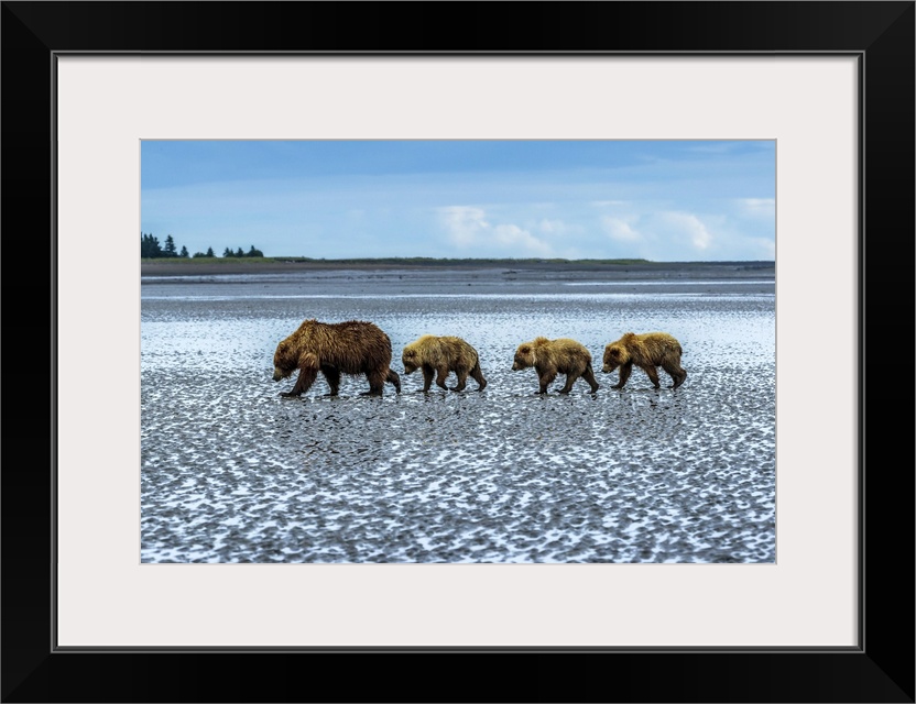 Coastal brown bears, Ursus arctos, walking across a tidal flat after digging and eating clams at Sliver Salmon Creek in La...