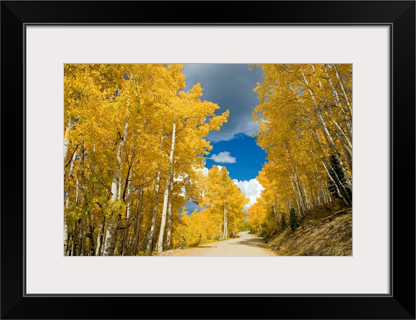 Colorado, Near Steamboat Springs, Buffalo Pass, Road Winding Through Fall-Colored Aspens
