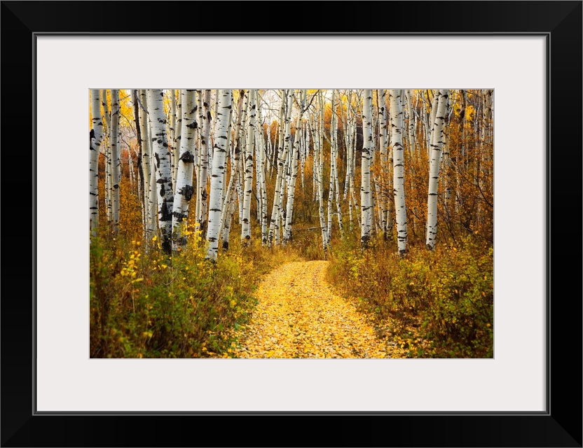 This horizontal photograph is of a leaf covered path way through a forest of indigenous trees.