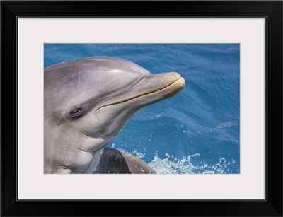 Common Bottlenose Dolphin (Tursiops Truncatus) Portrait, Curacao, Netherlands, Antilles