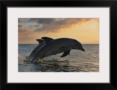 Common Bottlenose Dolphins Jumping In Sea At Sunset, Roatan, Bay Islands, Honduras