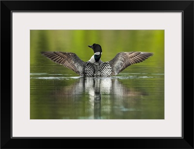 Common Loon (Gavia Immer) In Breeding Plumage On The Water, Whitehorse, Yukon, Canada