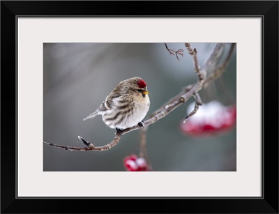 Common Redpoll (Acanthis Flammea) Perched On A Branch, Fairbanks, Alaska