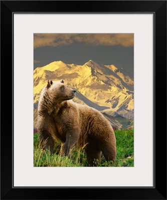 COMPOSITE Grizzly stands on tundra with Mt. Mckinley in the background, Alaska COMPOSITE
