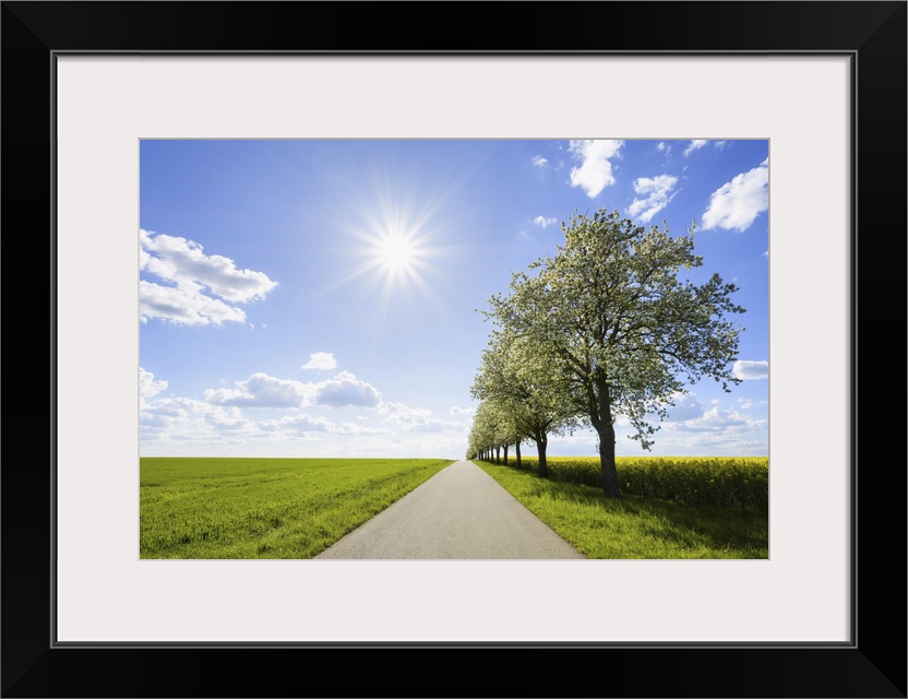 Country Road with Row of Pear Trees and Sun in Spring, Spielbach, Baden-Wurttemberg, Germany