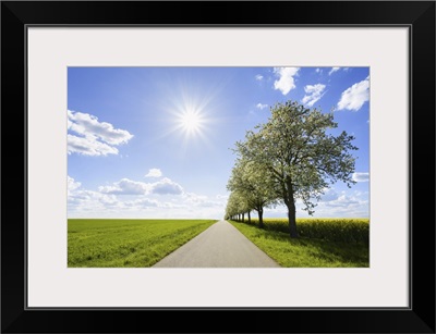 Country Road With Row Of Pear Trees In Spring, Spielbach, Baden-Wurttemberg, Germany