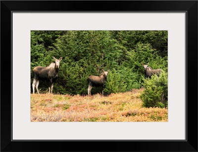 Cow moose with twin calves, Powerline Pass, South-central Alaska, Anchorage