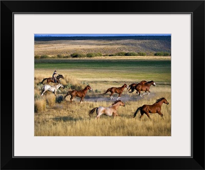 Cowboy Riding With Herd Of Horses; Senaca, Oregon, Usa