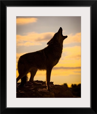 Coyote howling at sunset, Triple D Ranch, California, United States of America