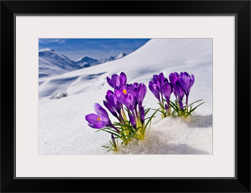 A group of flowers grows up from the snow-covered ground in Alaska (AK).