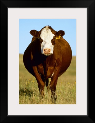 Crossbred cow on a midsummer pasture