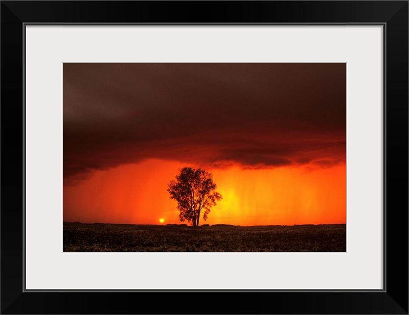 Cumulonimbus Cloud And Cottonwood Tree, Manitoba, Canada