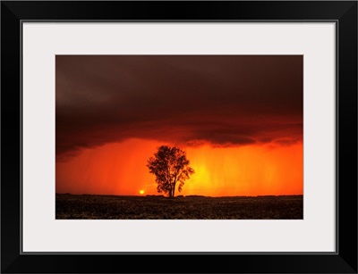 Cumulonimbus Cloud And Cottonwood Tree, Manitoba, Canada