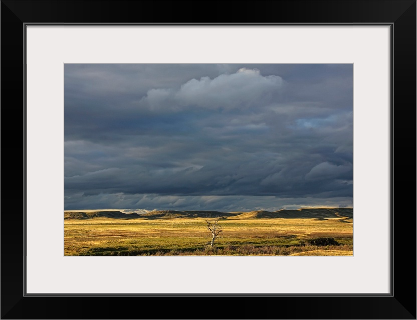 Dead Tree At Dusk With Storm Clouds Overhead, Saskatchewan, Canada