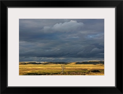 Dead Tree At Dusk With Storm Clouds Overhead, Saskatchewan, Canada