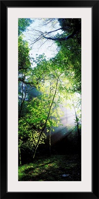 Deciduous Wood, Killarney National Park, County Kerry, Ireland