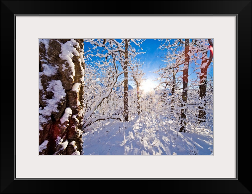 Giant landscape photograph of a snow covered forest of cottonwood trees, the sun shining brightly in the background, again...