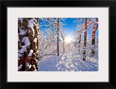 Detail of snow covered cotttonwoods during winter in Arctic Valley, Alaska