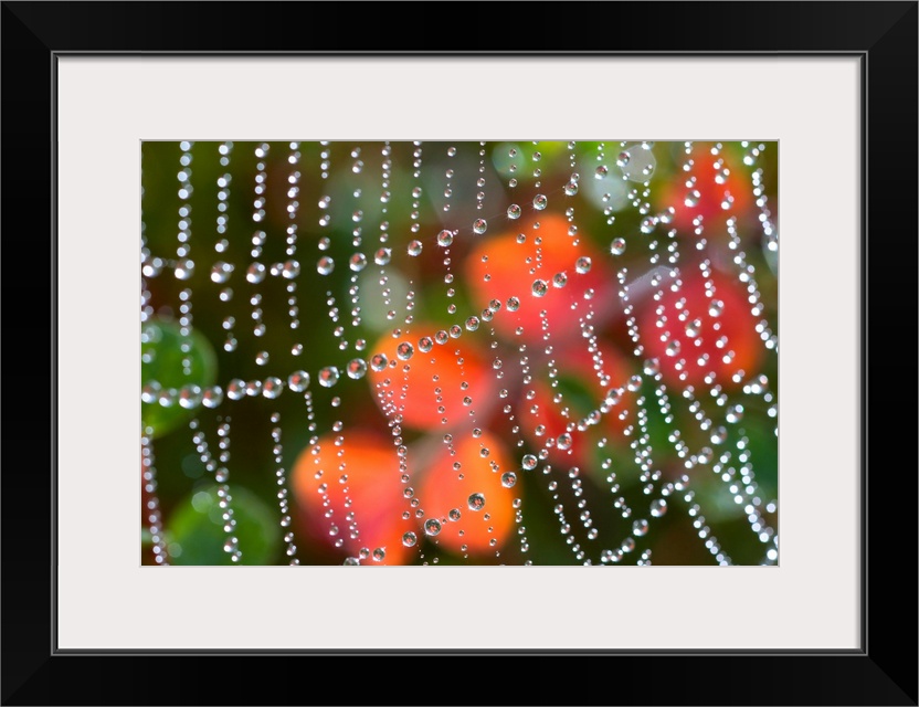 Close-up detail of dewdrops in a row on a spiderweb with an autumn color in the background, Oregon, united states of America.