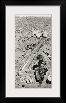 Discovery Hind Leg Of The Dinosaur Diplodocus, By Henry Fairfield Osborn In 1898