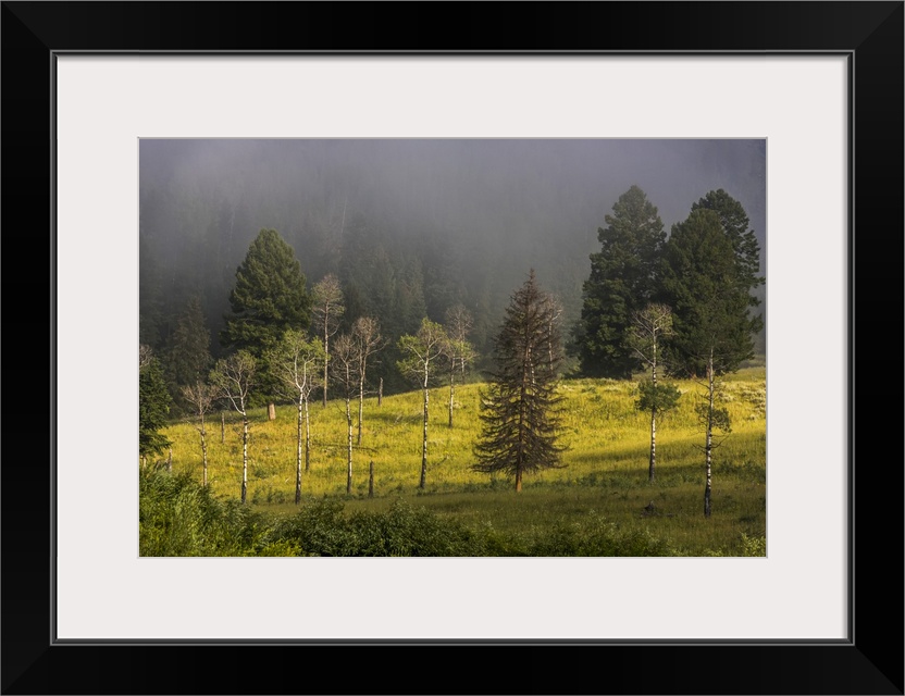 Douglas fir (Pseudotsuga menziesii) and aspen trees (Populas tremuloides) in morning fog in Yellowstone National Park Unit...