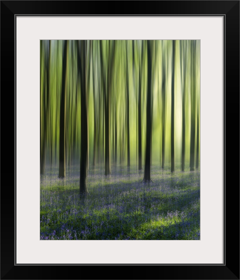 Dreamy bluebell woodland in spring.