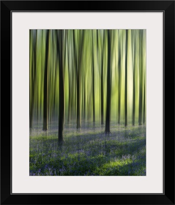 Dreamy Bluebell Woodland In Spring