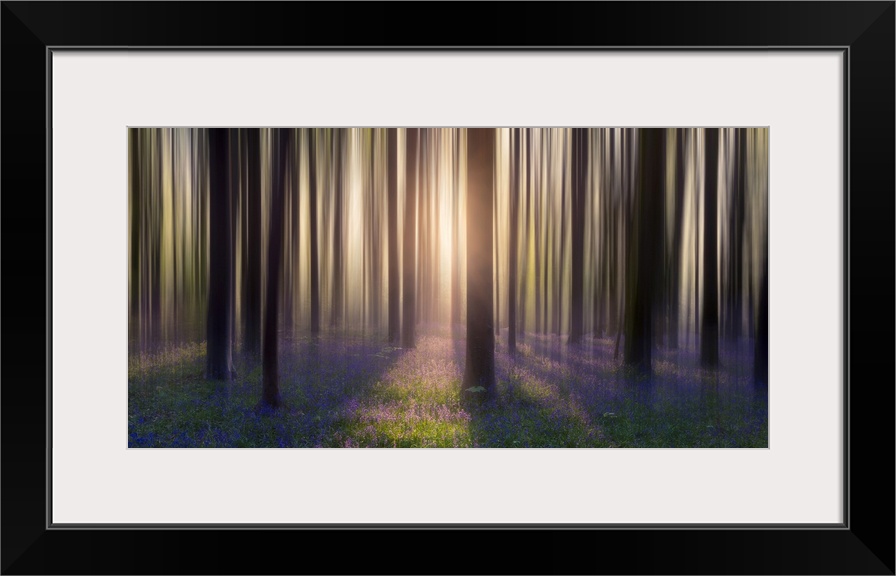 Dreamy bluebell woodland sunrise in spring.