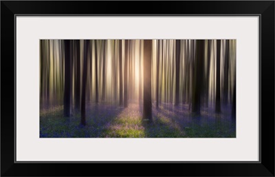 Dreamy Bluebell Woodland Sunrise In Spring