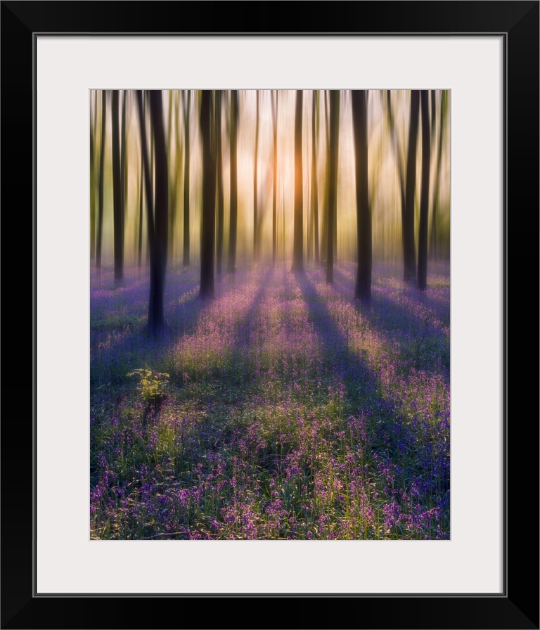 Dreamy bluebell woodland sunrise in spring.